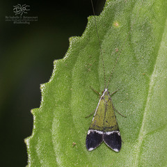 Macronema amazonense