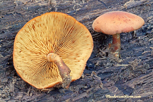 Gymnopilus (Photo 4 of 4)