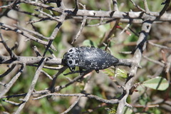 Capnodis