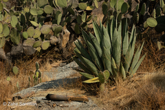 Agave salmiana salmiana