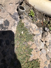 Euphorbia serpens