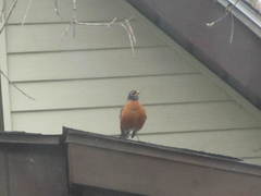 Turdus migratorius