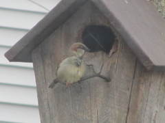 Passer domesticus
