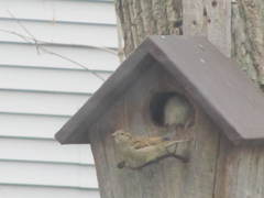 Passer domesticus