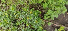Lepidium bipinnatifidum