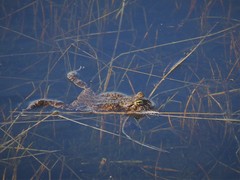 Bufotes viridis viridis
