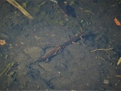 Lissotriton vulgaris