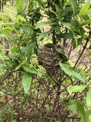 Setophaga discolor