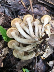 Desarmillaria tabescens image