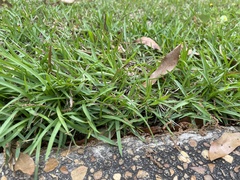 Zoysia