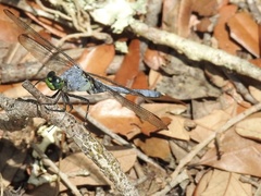 Erythemis simplicicollis image