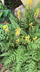 Corydalis cheilanthifolia