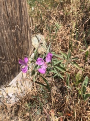 Clarkia bottae