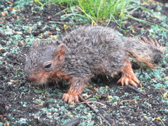 Sciurus niger