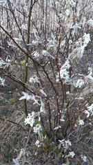 Amelanchier ovalis