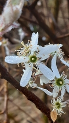 Amelanchier ovalis