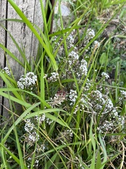 Lobularia maritima