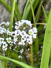 Lobularia maritima