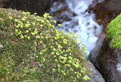 Chrysosplenium pseudopilosum