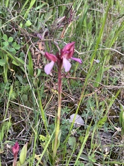 Anacamptis papilionacea papilionacea