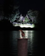 Nycticorax nycticorax