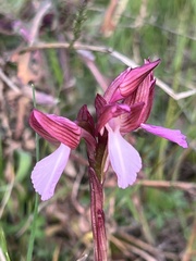 Anacamptis papilionacea papilionacea