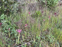 Anacamptis papilionacea papilionacea