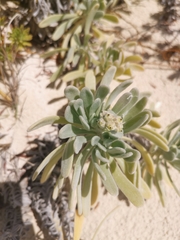 Tournefortia gnaphalodes