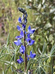 Lupinus angustifolius