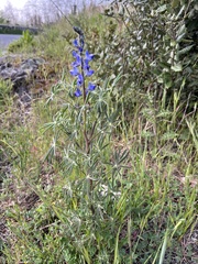 Lupinus angustifolius