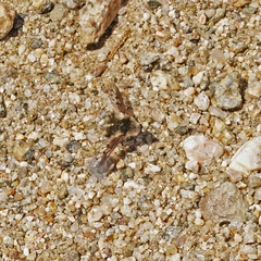 Bombylius curtirhynchus