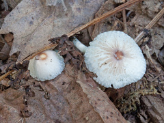 Leucoagaricus