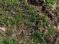 Muscari commutatum