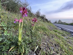 Anacamptis papilionacea papilionacea