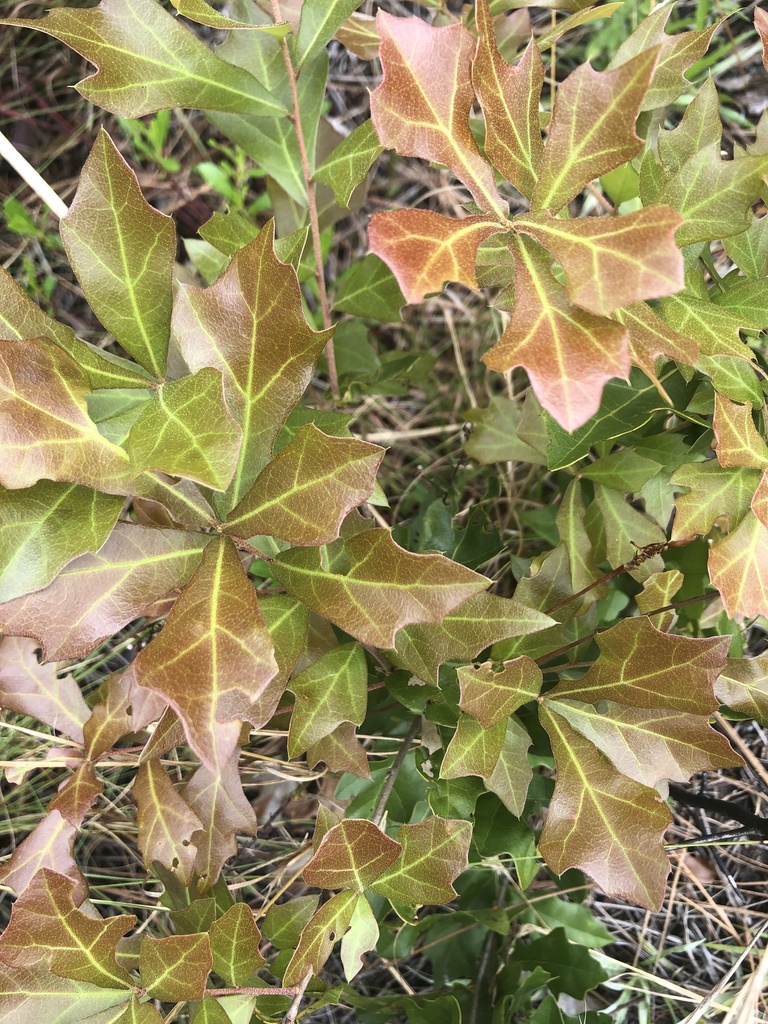 blackjack oak from Niceville, FL, US on April 14, 2022 at 0144 PM by godsfarmacy · iNaturalist