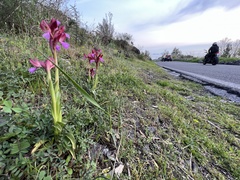 Anacamptis papilionacea papilionacea