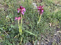 Anacamptis papilionacea papilionacea