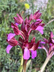 Anacamptis papilionacea papilionacea