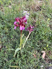Anacamptis papilionacea papilionacea