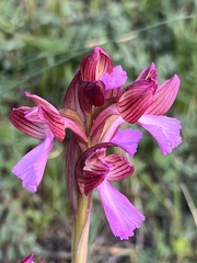 Anacamptis papilionacea papilionacea