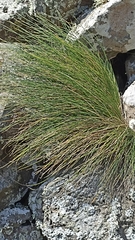 Festuca petraea