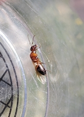 Camponotus essigi