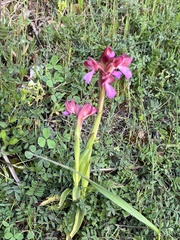 Anacamptis papilionacea papilionacea