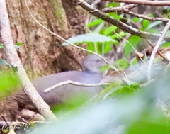 Crypturellus cinnamomeus