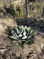 Agave guadalajarana