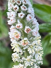 Reseda