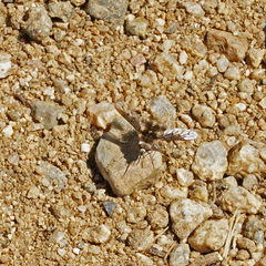 Bombylius curtirhynchus