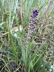Muscari comosum