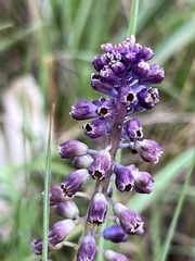 Muscari comosum