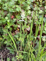 Fumaria capreolata